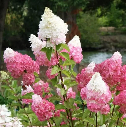 Vanilla Strawberry Hydrangea Seeds Pack of 20